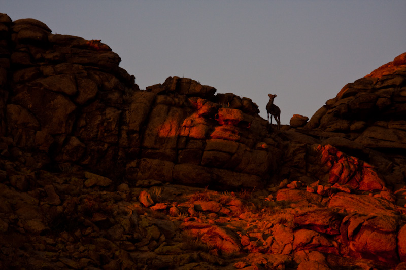 Argali At Sunset